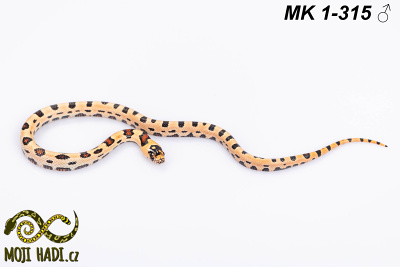 hadi na prodej, mládě, český chov hadů, odchov hadů, mojihadi.cz, Lampropeltis, mexcampb, magmaking, lampropeltis hybrid, lampropeltis mexicana, lampropeltis triangulum campbelli, special snakes, Mexican Kingsnake, Pueblan Milksnake, korálovka